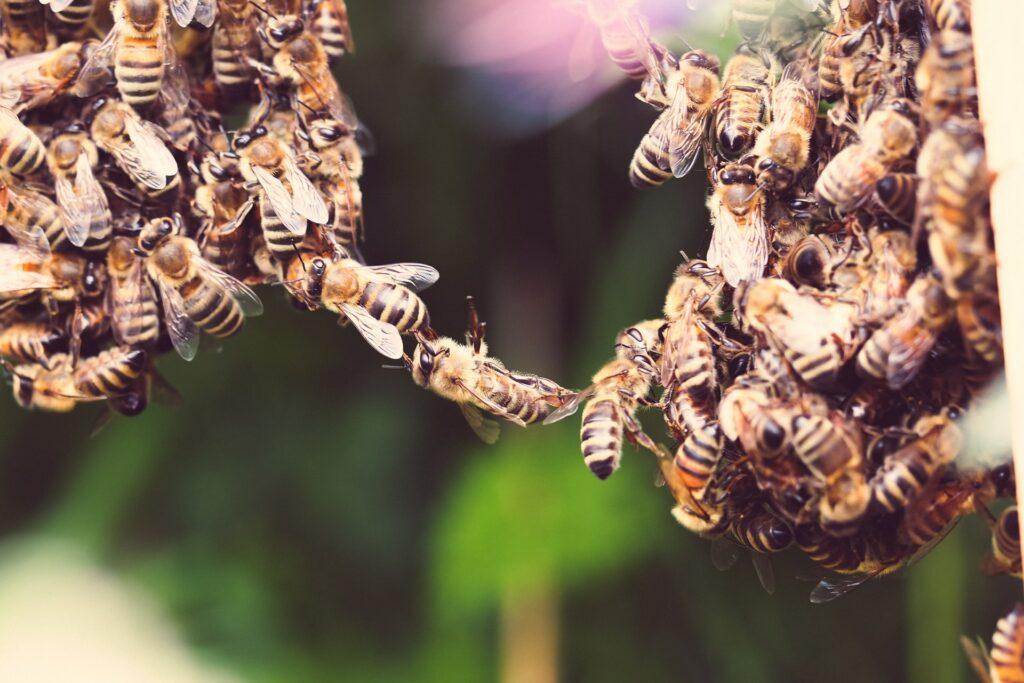 Bienen und mentale Gesundheit - Bienenkette