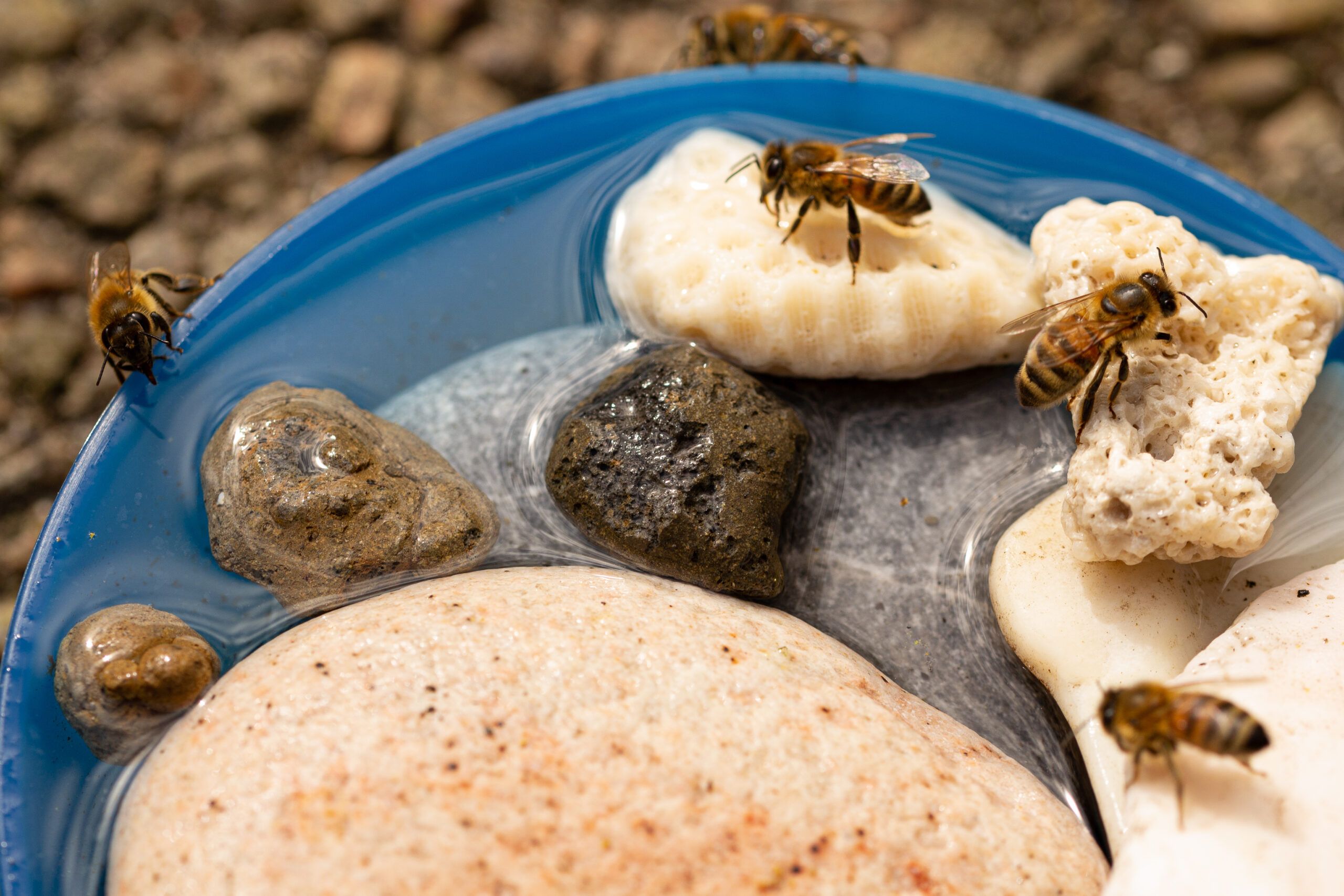 Bienentränke für Honigbienen und Wildbienen im Sommer